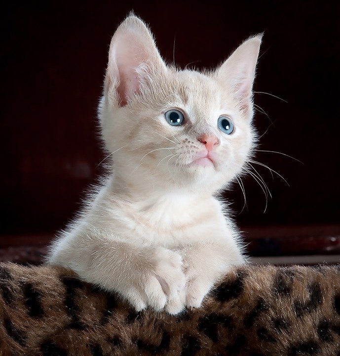 Name your exotic pets